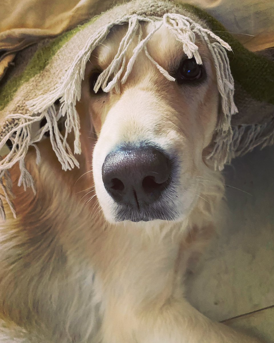 Paris Fashion Paweek 🐶