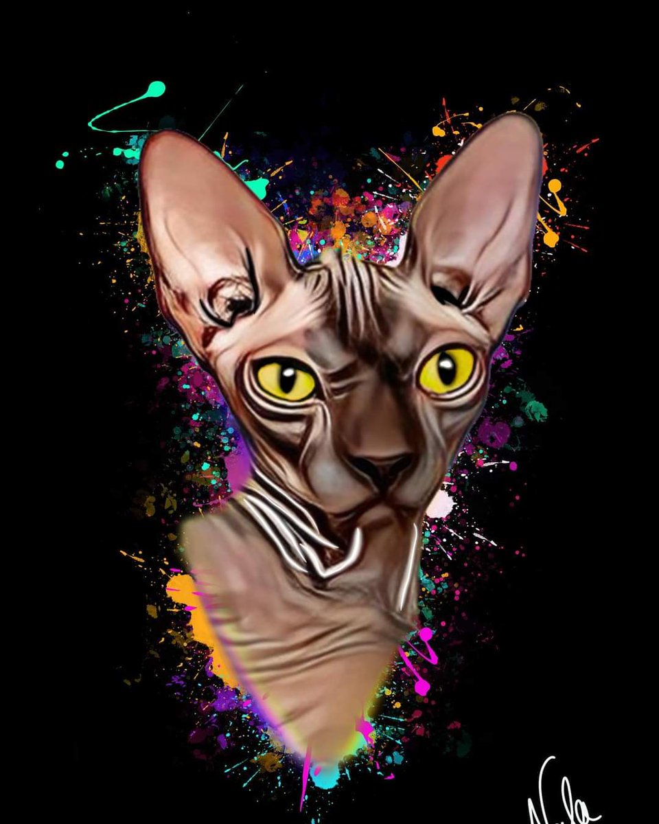 ColorfulPawz's tweet photo. Nala🤩 #CatsOfTwitter #CatsOnTwitter #CatsLover #Caturday #Cat #thursdaymorning https://t.co/HndnDDOYFt