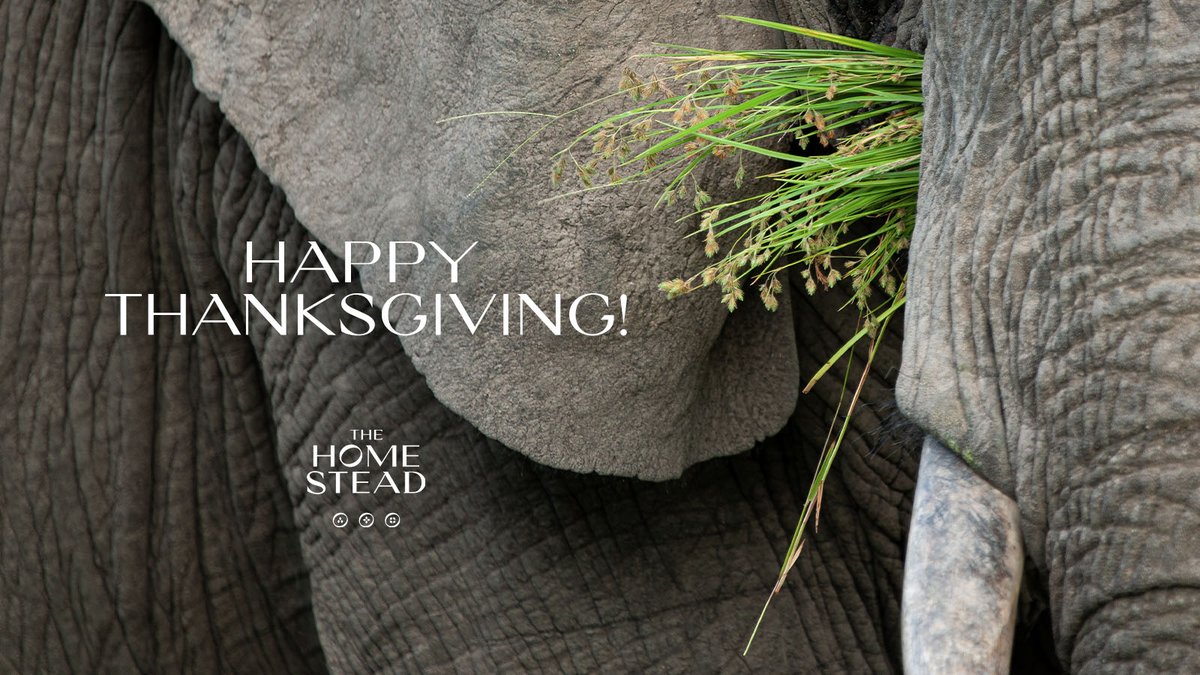 Happy Thanksgiving, from The Homestead family to yours. 🧡

#happythanksgiving #visithomestead #southafrica #nambiti