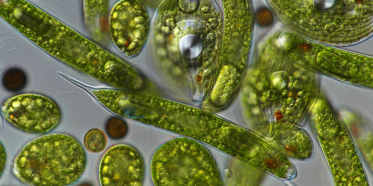 Earlham Institute (@earlhaminst) on Twitter photo “It’s incredibly rare to find an organism so versatile it has potential roles in food production, biofuel generation, robotic engineering, and drug development."
Project from <a href="/EuglenaNetwork/">Euglena International Network</a> to unleash the biotechnology potential of euglenoids.
➡ okt.to/shG2Pv “It’s incredibly rare to find an organism so versatile it has potential roles in food production, biofuel generation, robotic engineering, and drug development."
Project from <a href="/EuglenaNetwork/">Euglena International Network</a> to unleash the biotechnology potential of euglenoids.
➡ okt.to/shG2Pv