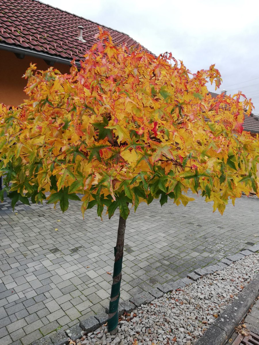 HSderSchreiber's tweet photo. Schöner #Herbst: Herrliches #Bäumchen in einem Vorgarten in #Brombach gesehen. https://t.co/S4VyoLt6aF