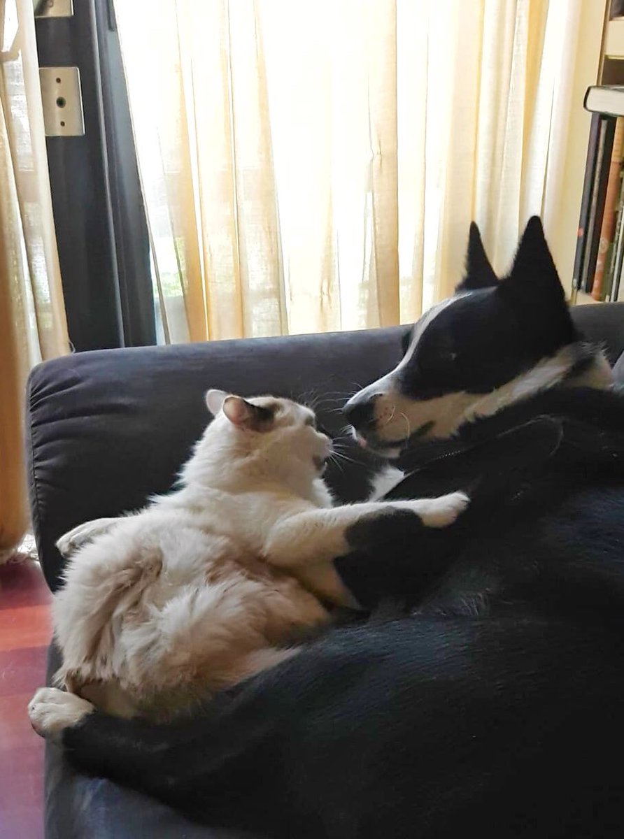 katia_tch's tweet photo. Estos dos están conspirando algo, fijo 🤨 https://t.co/gduSr3HEf0