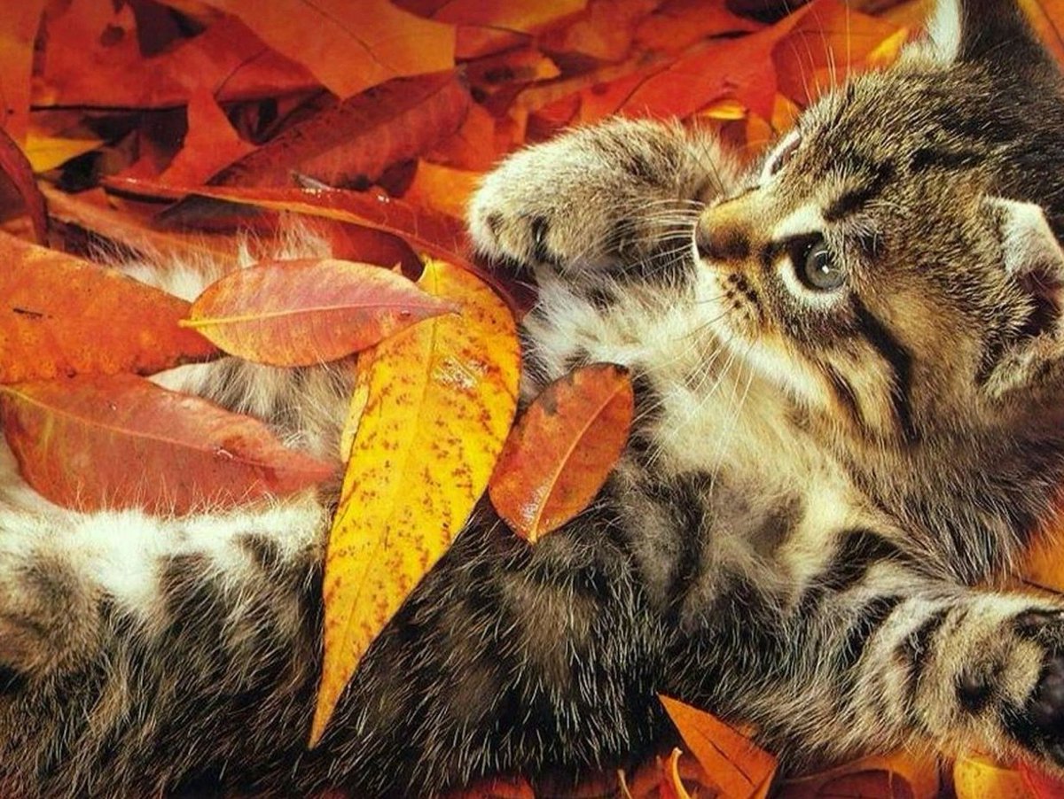 NexClipper's tweet photo. Our meow-scot sudoRy is enjoying the final days of fall and wishes all our American friends a Happy Thanksgiving! We hope you have a wonderful holiday with lots of delicious food. sudoRy prefers tuna over turkey and looks forward to all the treats in store for him🐱 #MLOps #AIOps https://t.co/b5OiKPh9Ec