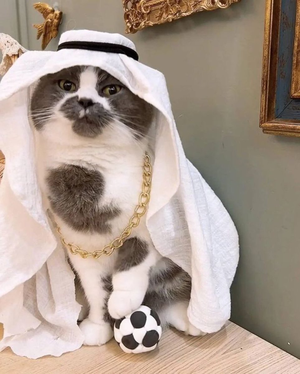 dodeldoodle's tweet photo. The habibi cat
📷 城乡结合部狗蛋 https://t.co/4Rc3O3iOLB