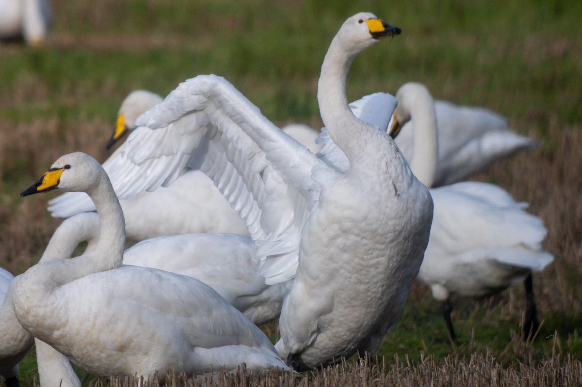 #whooperswan #digiscoping #digiscoper #kowascoping #kowadigiscoping #kowasystem #kowasportingoptics #lumixuk #LUMIX #panasoniclumix @KowaOptics @LumixUK