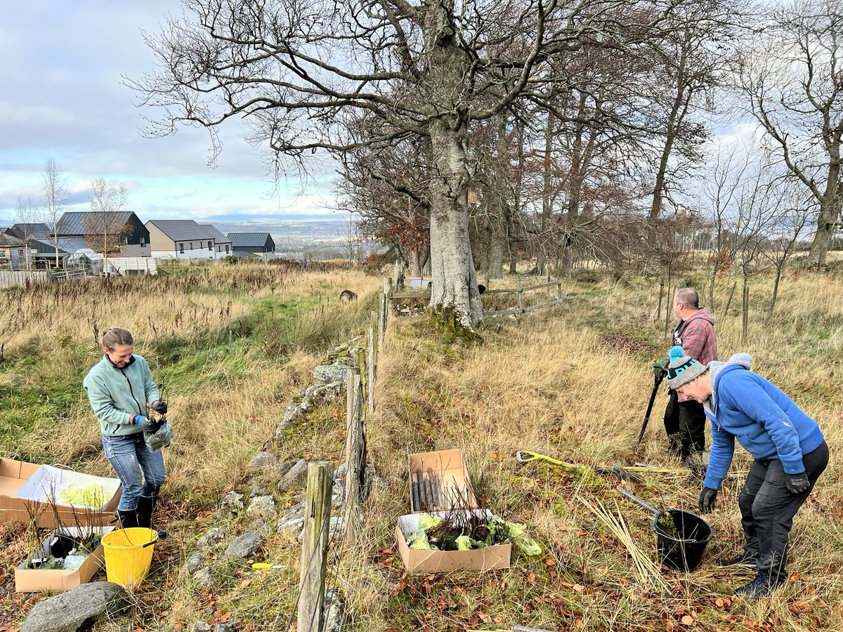 We got together last weekend to plant around 420 saplings on the scrub land behind Balvonie Street, already owned by residents. 
They were received from the @WoodlandTrust after Rachel and Pete sent in a successful application through the #QueensGreenCanopy scheme @QGCanopy