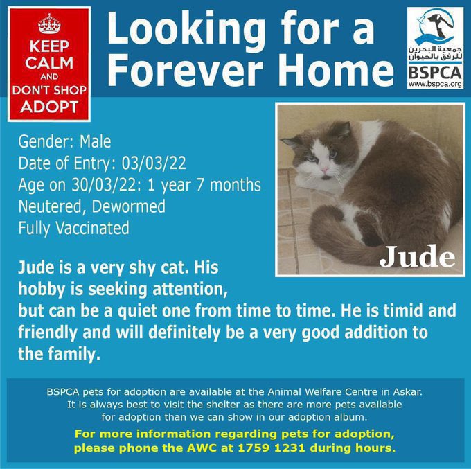 BSPCA_BH's tweet photo. Baby Girl, Zora, Justine &amp; Jude are today’s stars ⭐️ 

Please help us to find all our residents loving homes 😻🐶❤️🐾

#Bahrain #SPCA #adopt #dogs #cats #rescue #donate #turtles #rehome #dogsoftwitter #CompanionPet #CatsOfTwitter #FriendsWithPaws https://t.co/mrlu9MhDCj