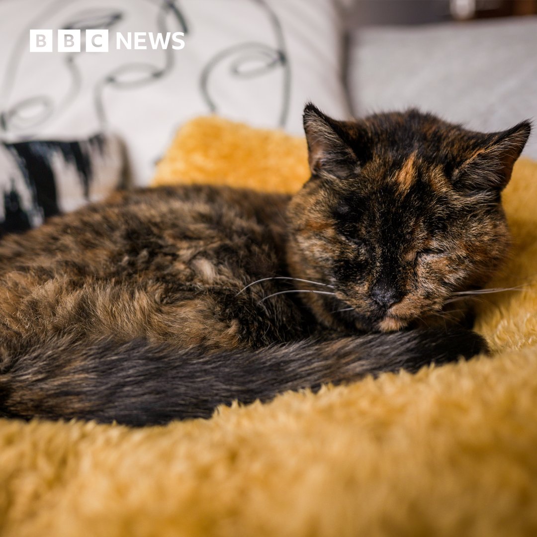 A new record has been set by a pet in south-east London as the world's oldest living cat 🐈.

Flossie, 26, of Orpington, was confirmed as the oldest cat by Guinness World Records, which said she had a human equivalent age of 120 years old.

📲 Full story: bbc.in/3OBXbD9