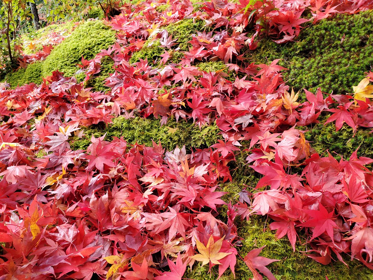 ショコラ tweet media