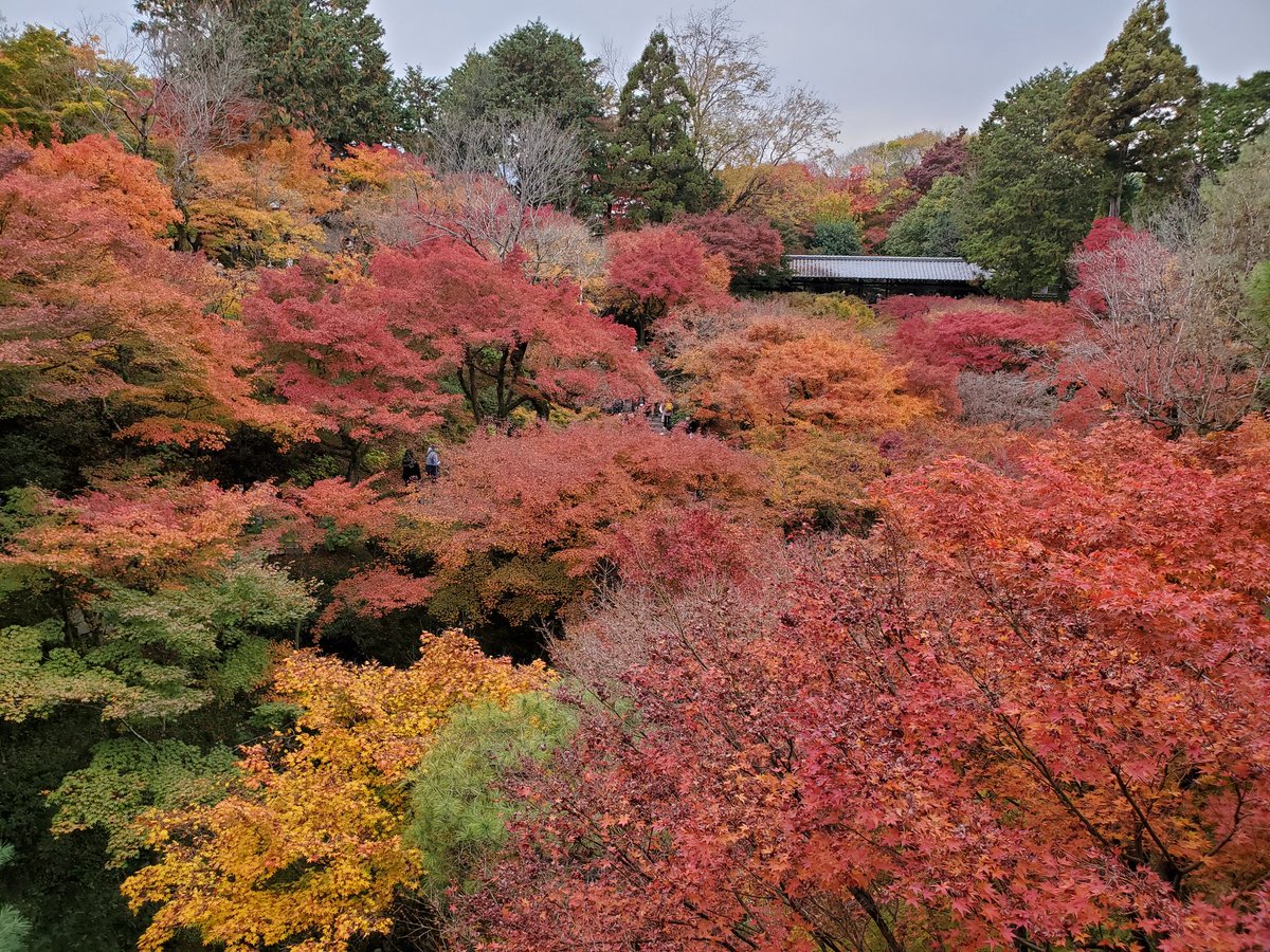 ショコラ tweet media