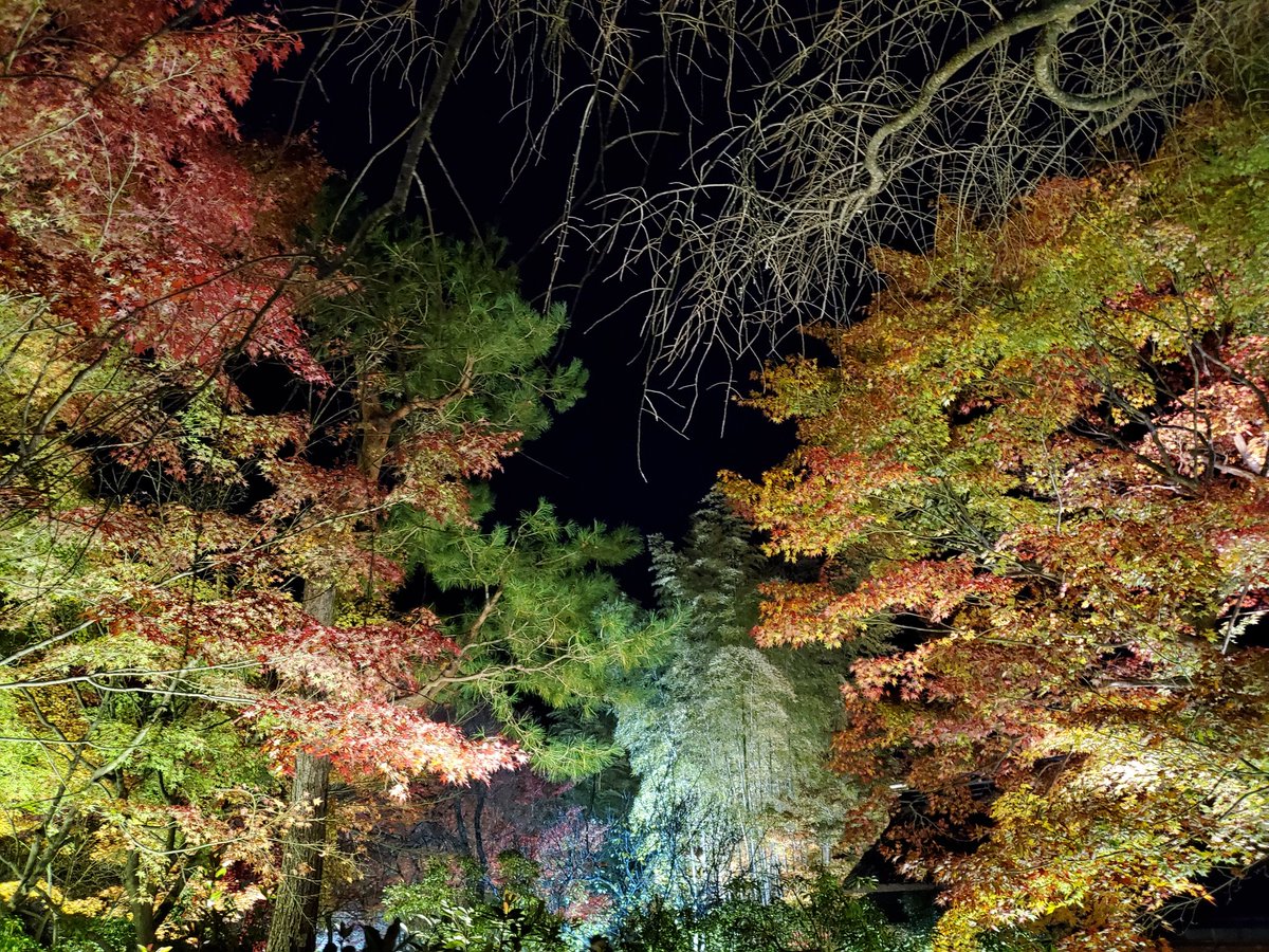 ショコラ tweet media