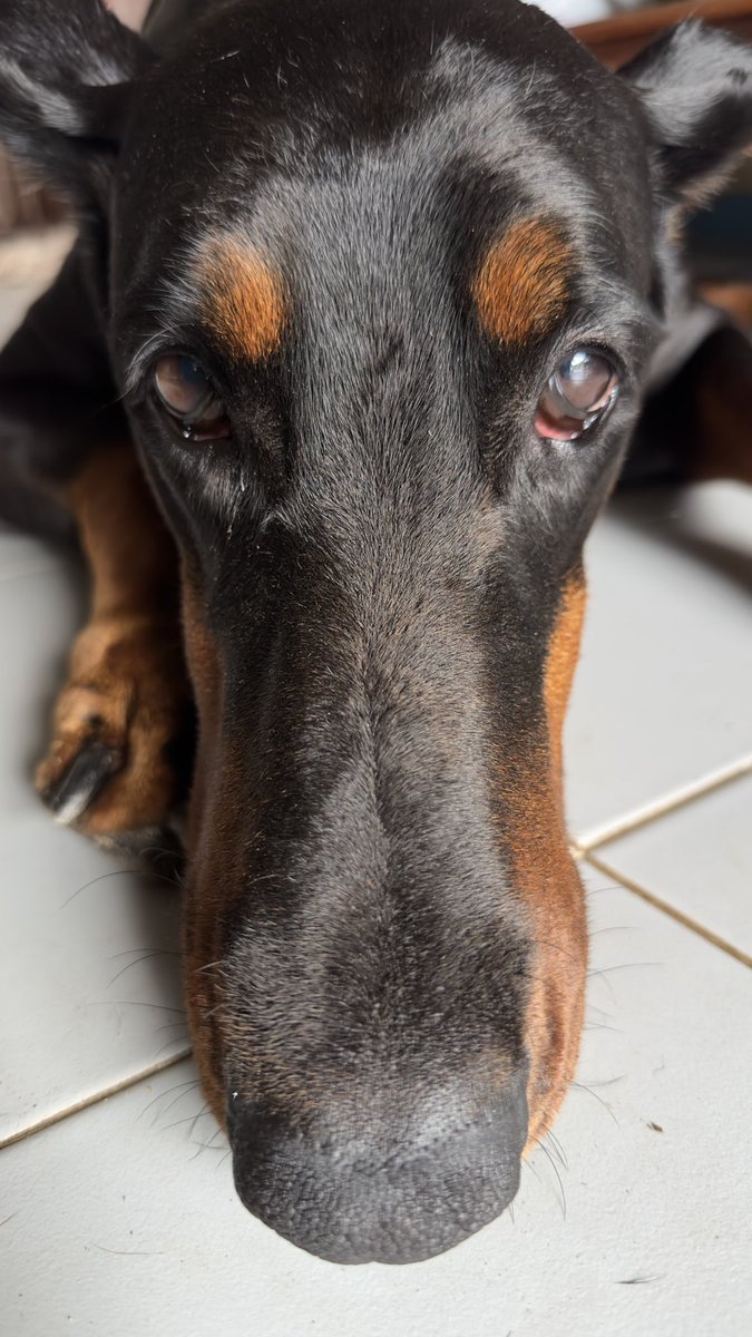 RTPree1970's tweet photo. Doberman “My dog “ #rtpree1970 #dogattack #Doberman https://t.co/Xbr4so2iWG