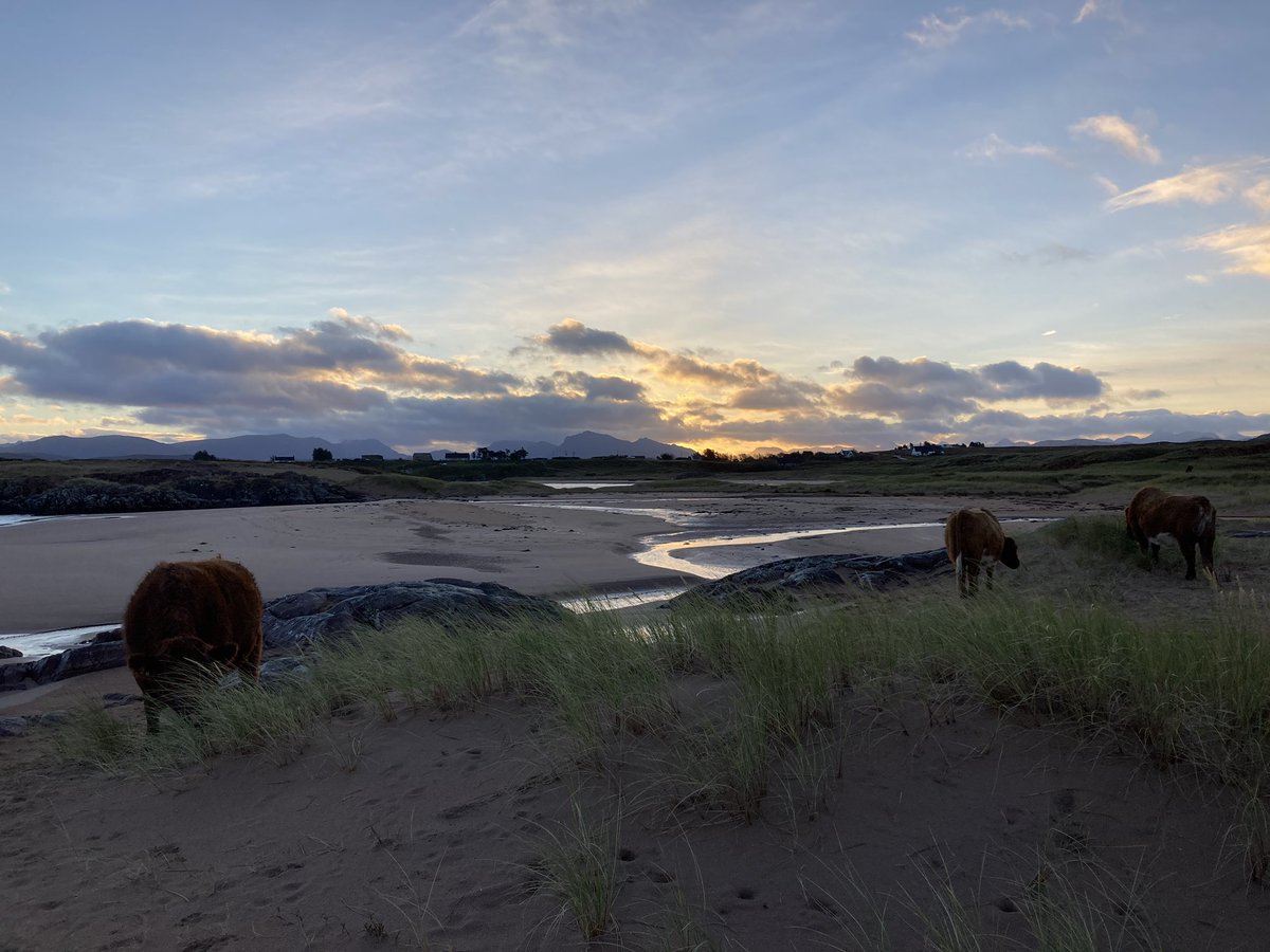 Cows on the beach make mornings better #westerross @VisitScotland