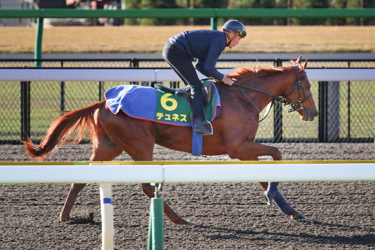 DeutscherGalopp's tweet photo. TÜNNES 🇩🇪 training this morning with Bauyrzhan Murzabayev #japancup
Read the 'Remarkable tale of the owner who bought a Group 1 winner for €38,000 by accident' @RacingPost #Tunnes
➡️https://t.co/pxRlyyjh1y https://t.co/TsOgiAxvar