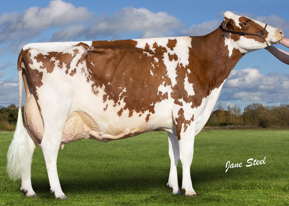 hill010415's tweet photo. Selling in the Black &amp; White Sale on Saturday 3rd December
🔥🔥🔥Hillstar Valentine Raquel Red🔥🔥🔥
10 gens of VG/EX
Maternal sister sired by  Hylite Barbwire Red is currently EX92.  She is awaiting classification on her 4th lactation. She was recently photographed as below. https://t.co/9sLDQ98y1A