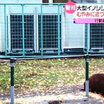 旧石器時代のような槍で退治!？猪に立ち向かう秦野市職員。
