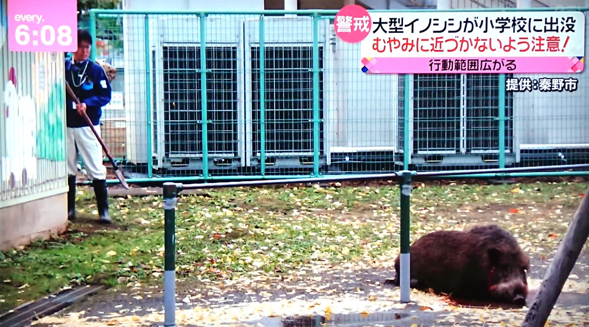 旧石器時代のような槍で退治！？猪に立ち向かう秦野市職員。