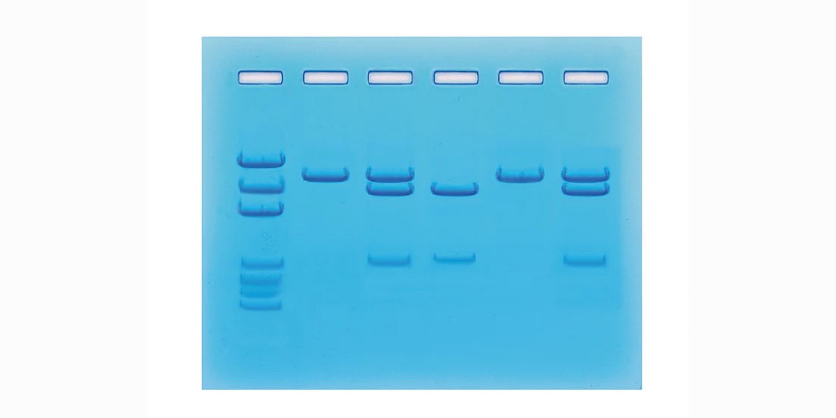 discoveringdna's tweet photo. @mrsjmasters Hi! You might be interested in some of the classroom innovations/lower cost solutions for running DNA experiments we have at https://t.co/nFFH6ecAfe. Let us know if you want to discuss things further. Melanie 

#biotech #PCR #genetechnology @OrigamiCells https://t.co/KV4qIkMYrf