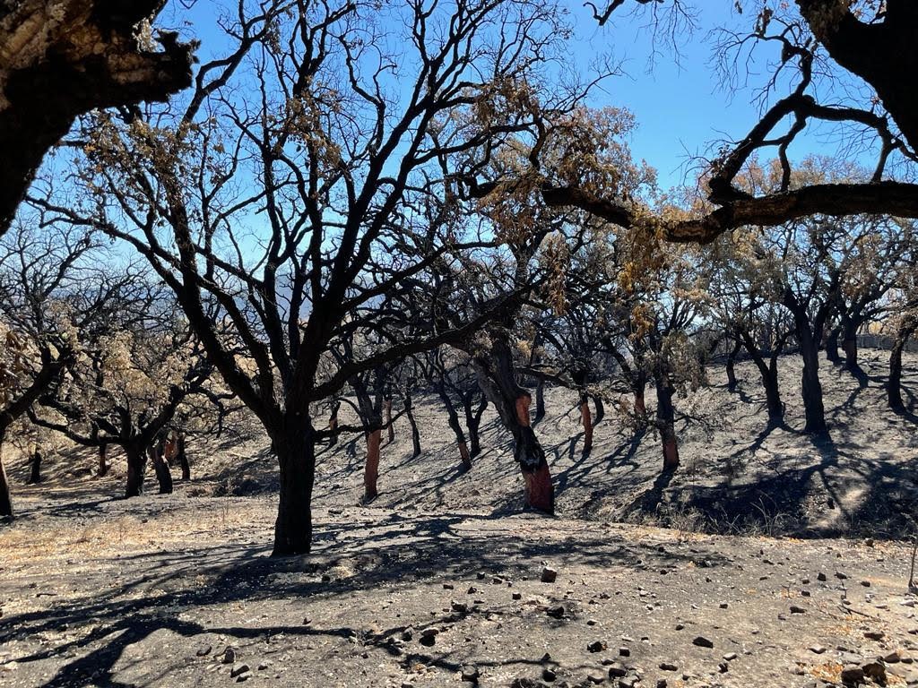 UccUnizar's tweet photo. La sequía propicia una temporada extrema de incendios en el suroeste de Europa

El 2022 puede marcar la "nueva normalidad" por el cambio climático, según un estudio @unizar y @UdL_info, coliderada por #MRodrigues #GEOFOREST @Geografia_UZ @GeografosAragon 

https://t.co/db8UYMm53a https://t.co/g5XUvmVQKv