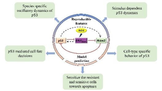 Elucidating the Implications of Diverse Dynamical Responses in p53 Protein (Kar) <a href="/tsbl_IITBombay/">Theoretical Systems Biology Group</a> onlinelibrary.wiley.com/doi/10.1002/cp…