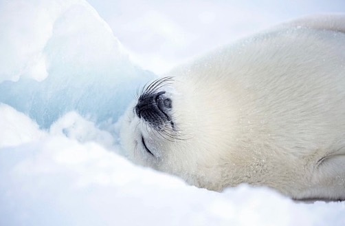 📸 Wildlife pic of the day by @sealegacy 🐾 Pagophilus groenlandicus (Harp Seal) ❗️ IUCN Red List Status : Least Concern (LC) “Is there anything in this world more precious than a baby harp seal?# #harpseal #Pagophilusgroenlandicus #seal #seals #sealpup #babyseal #wildlife