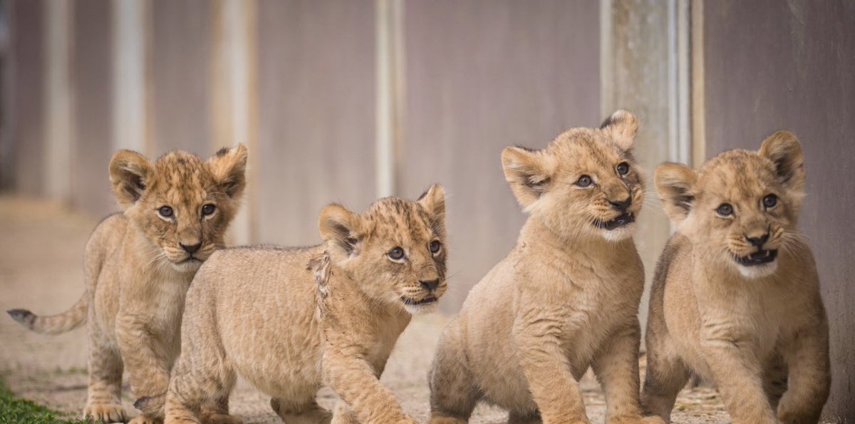 Sincèrement ? Indomptables ? #WorldcupQatar2022 #Nationalmannschaft #lionsindomptables #Cameroun #Cameroon