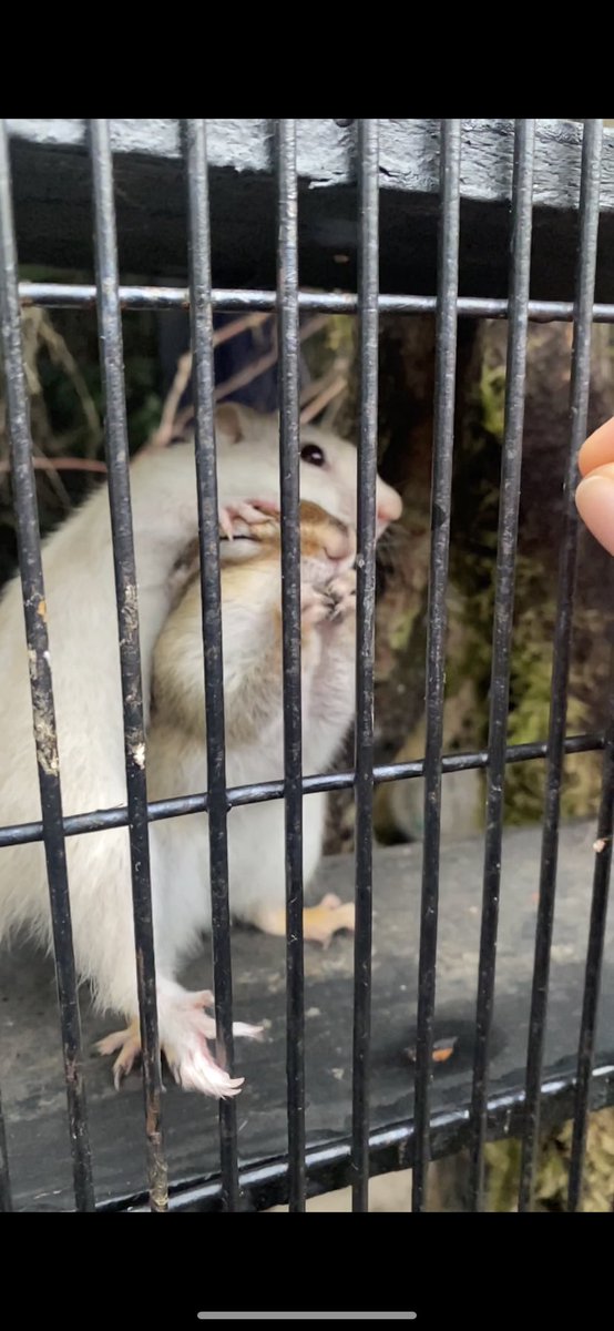 Celinecarpfish's tweet photo. When your animals are wired up the same as you😂 #chipmunk #cute #pets https://t.co/hJgSbL5RWX