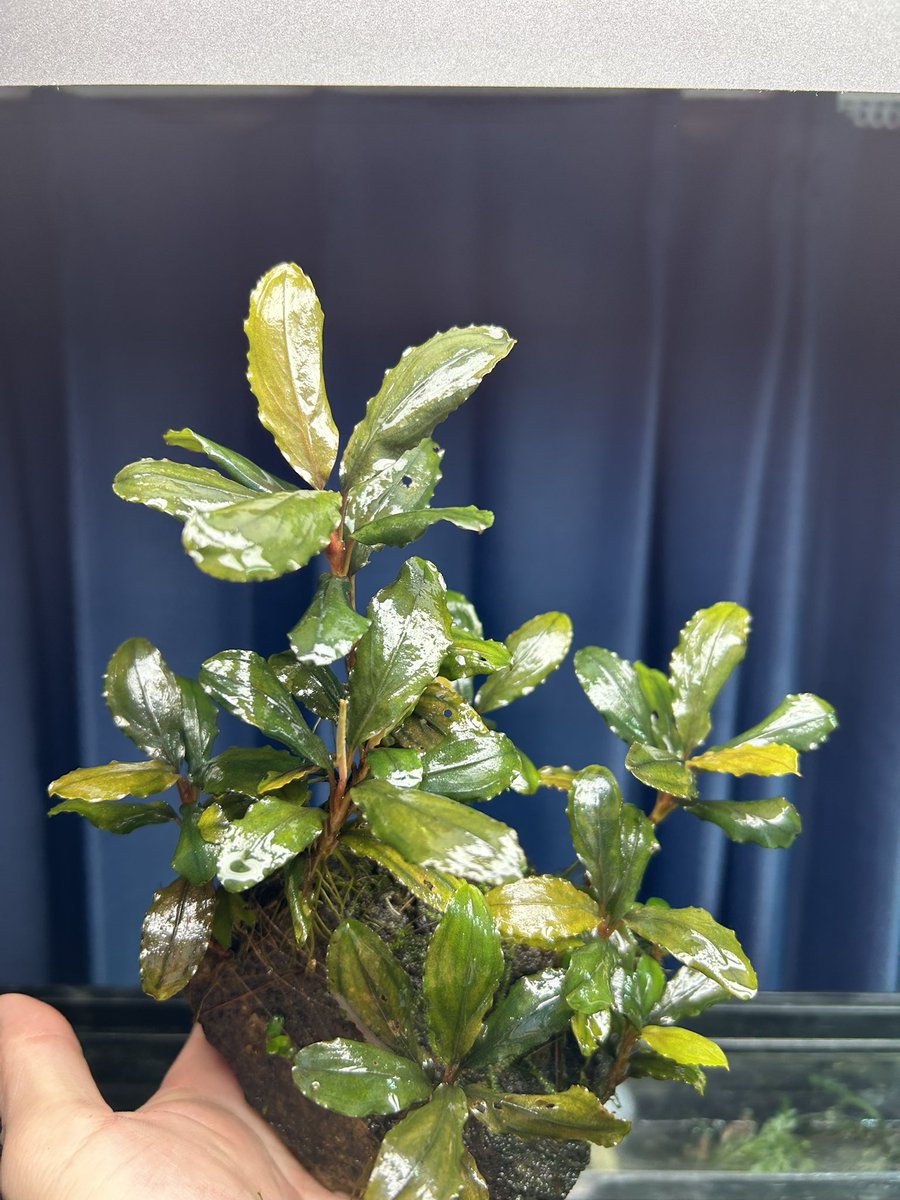 Sweet_Lab24's tweet image. 久しぶりのブセファランドラ
スペース確保のためヤフオク出品しました✨