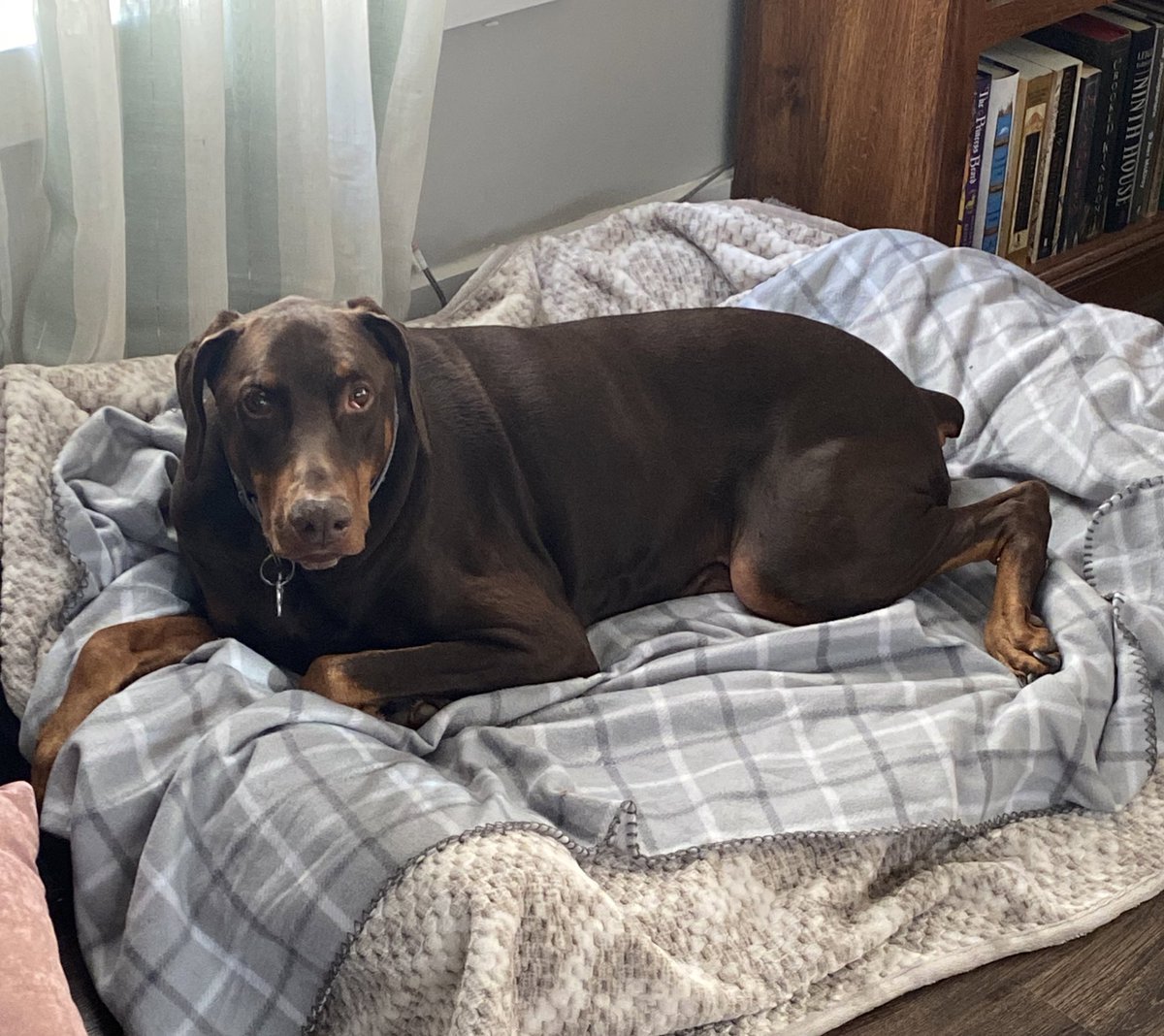 RageTentacles's tweet photo. All I wanted this #Thanksgiving was to sleep until noon, eat a delicious dinner with my family, and then immediately fall into a turkey coma until I go back to work tomorrow. But no. My dog is a rat bitch who needs to be up at 6:45. He’s cute, tho. https://t.co/YjsKWLy8SR