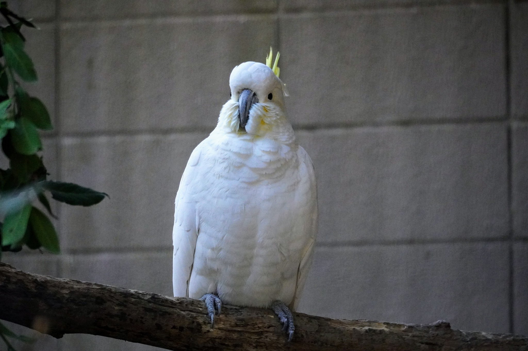 オウムスタンド(コメント用)‼