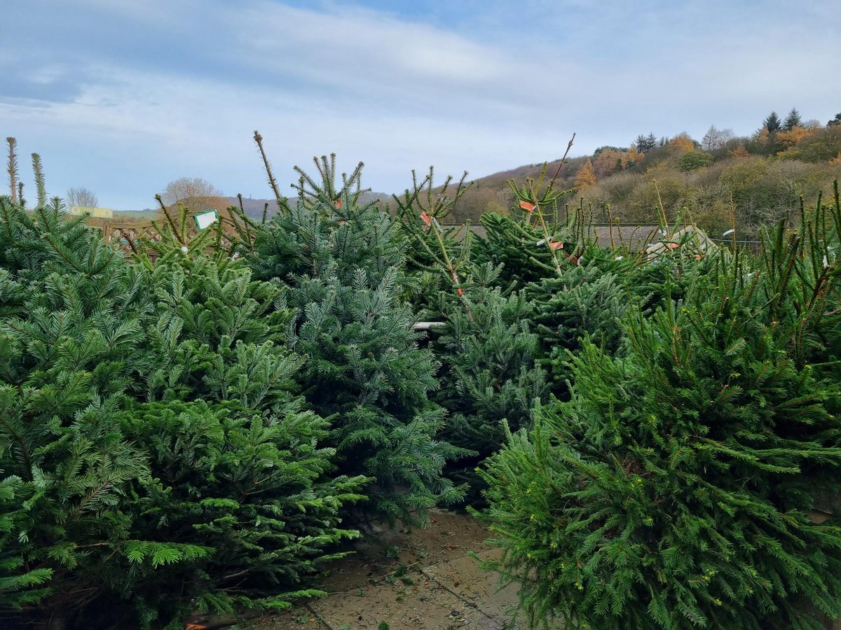 DGCScarb's tweet image. #RealChristmasTrees Now In! Cut #Nordman &amp;amp; #NorwaySpruce Between 4 &amp;amp; 10ft. From £24.99. #Norway #FraserFir #BlueSpruce #PiceaGlauca Between 2 &amp;amp; 5ft. From £19.99. #CutChristmasTrees #PottedChristmasTrees #GardenCentre #DeansGardenCentre #FamilyBusiness #Scarborough #NorthYorkshire