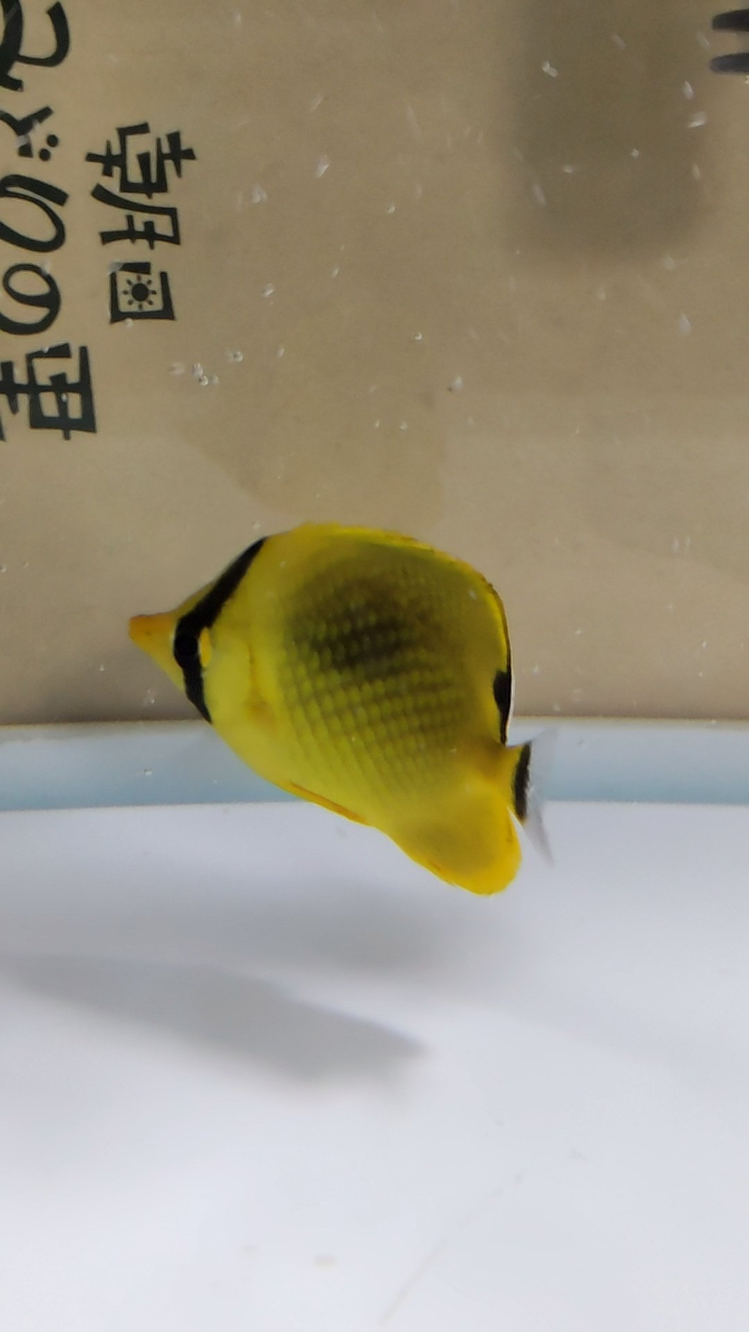 アミチョウチョウウオ Twitter Search Twitter