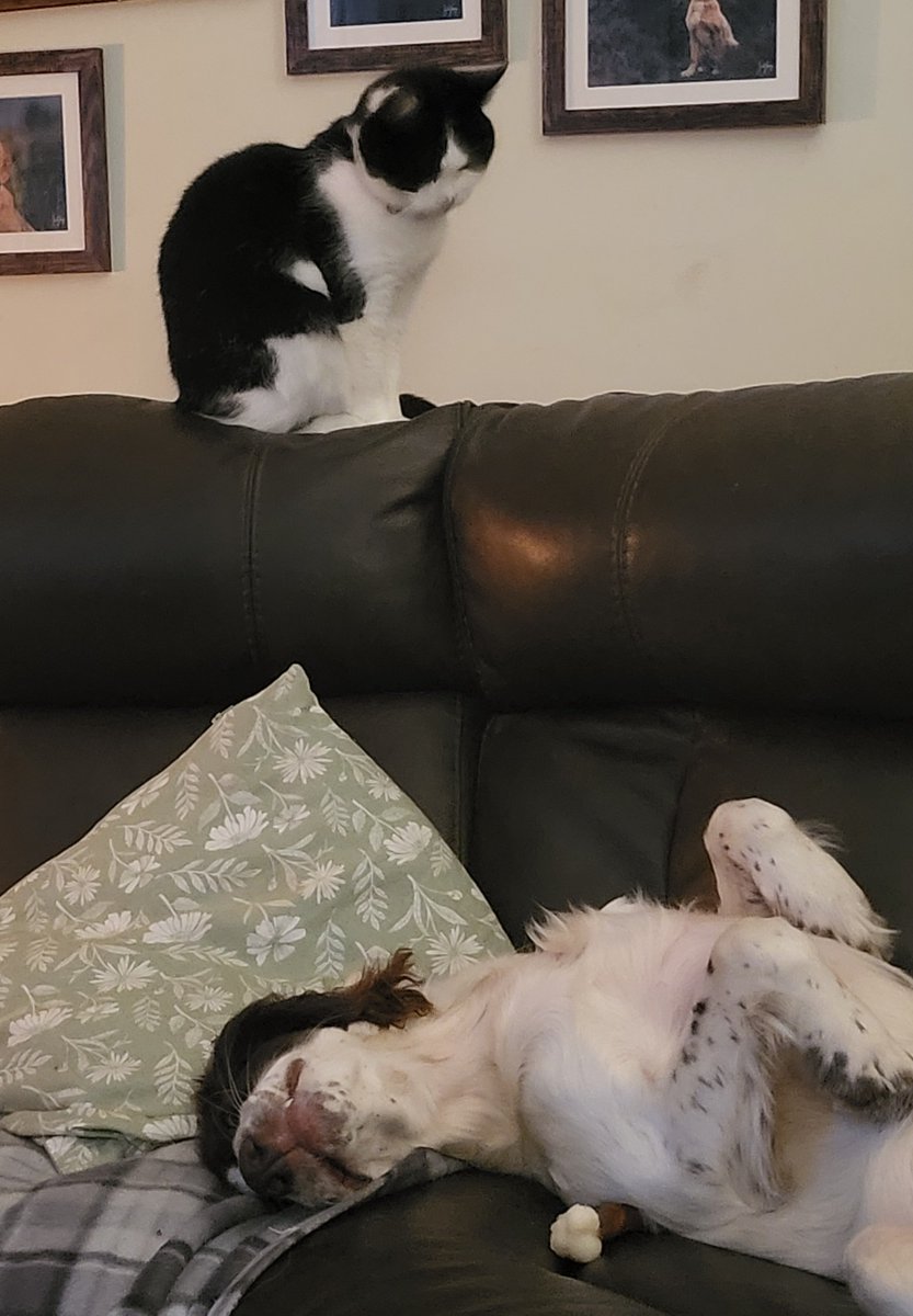 SpringerSaint's tweet photo. Caption competition! 
#CatsVDogs https://t.co/RQoorFXy3Y
