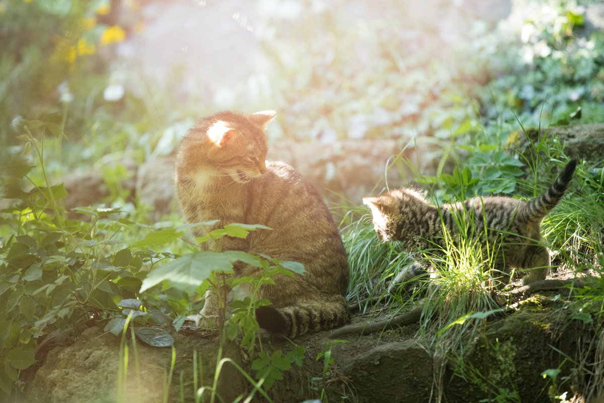 Kickstart your conservation career and join our project to restore wildcats in Scotland 🧡

We're recruiting a conservation project assistant to carry out administrative, financial and coordination duties 📝

Apply for the <a href="/HighlandWPark/">Highland Wildlife Park</a> based role ➡️ bit.ly/RZSSjobs