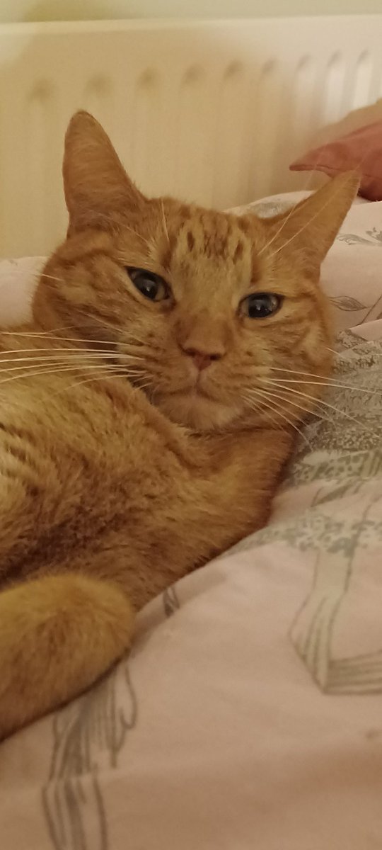 LifeastheGinge1's tweet photo. Happy Thanksgiving to our fur friends in the USA xx https://t.co/t2pgy3XAbu