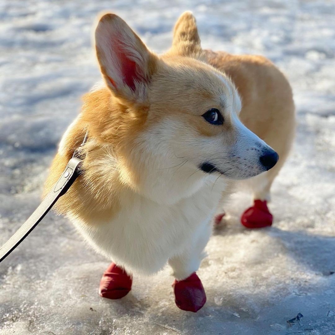 corgilovers37's tweet photo. Cute Corgi Puppy💕💕
#corgi #corgilover #doggy #Kelpy #Dreamspace https://t.co/pzUBxnj7yC