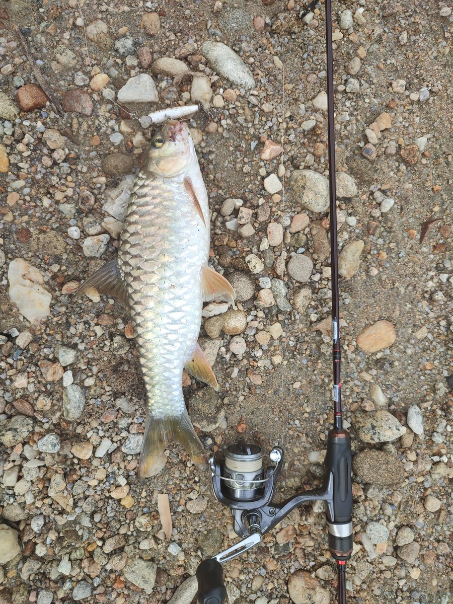 PakAlFishing's tweet photo. What a day for Stream fishing
#fishing #FishingGirls #fishinglife #FishingPlanet #fishingaddict #fish #sebarau #hampala #ultralightfishing #okuma #okumac10 https://t.co/FFnbRWtMal