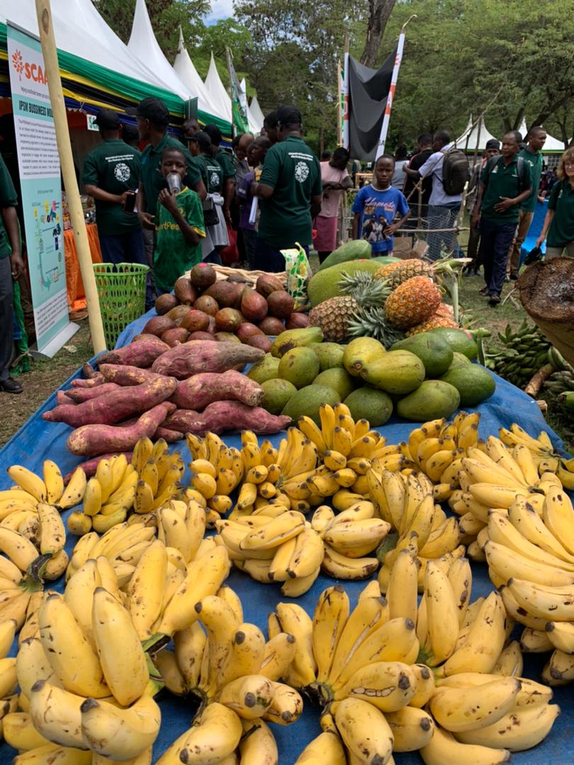 ViAgroforestry's tweet photo. Are you at the ongoing #𝐀𝐧𝐧𝐮𝐚𝐥𝐀𝐠𝐫𝐨𝐟𝐨𝐫𝐞𝐬𝐭𝐫𝐲𝐒𝐲𝐦𝐩𝐨𝐬𝐢𝐮𝐦 we would love to hear from you, let us know what you are learning, take a photo and share your highlights or exciting moments with us! #KilimoMseto https://t.co/1lR5OQcBZ9