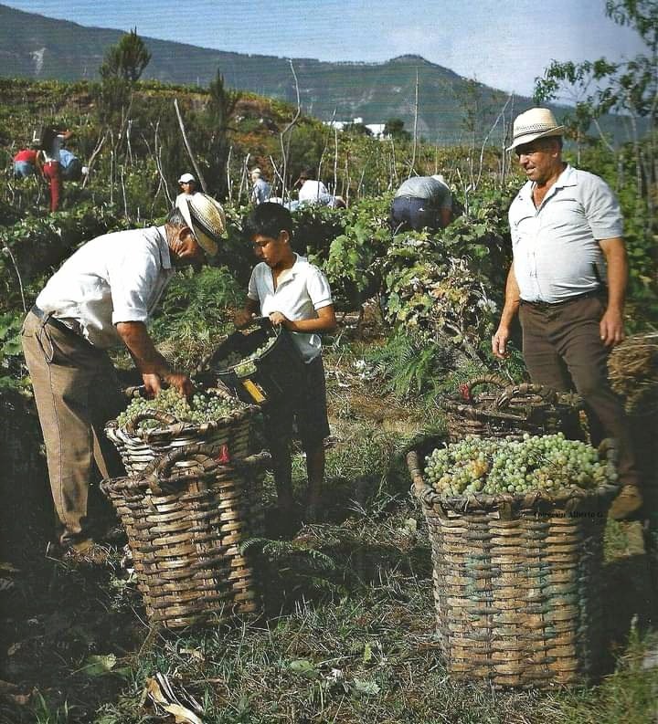AntesAhoraTfe's tweet photo. Buenos días ☁️
Muy #FelizJuevesATodos
Hoy #24deNoviembre se celebra...
#DíaMundialDelVinoTinto 🍷
Un Antes!
Vendimia en la #CruzSanta.
#LosRealejos
#Tenerife
Año1985
📷 Libro del año 1989 de Renate Müller
📷#AntiguaTenerife https://t.co/Y3lfrpYmIc