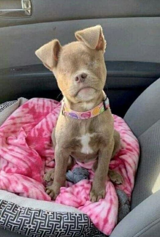 Tweets of Dogs tweet media