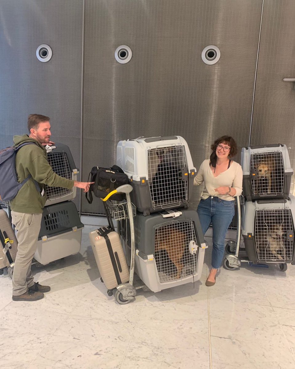 Become a flight volunteer and bring one(for a few)of your animals closer to their forever home.
There's no extra expenses to you.we or the adopter pay for the flights and meet you at the airport of your departure.