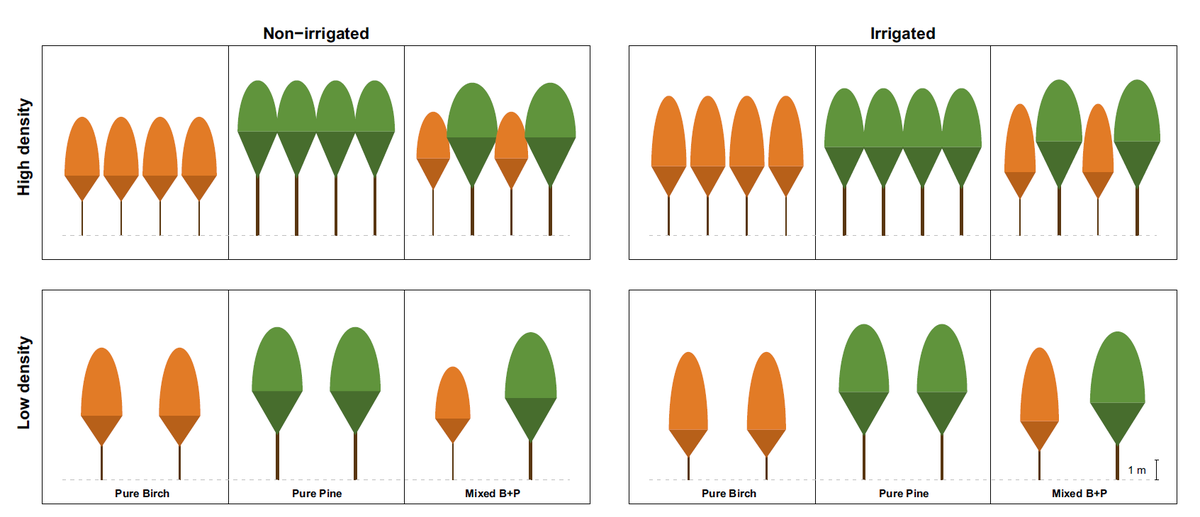 SolineMB's tweet photo. A new paper from my PhD is out ! 🌳🌲
Species-mixing effects on crown dimensions and canopy packing, in a young pine–birch plantation, are modulated by stand density and irrigation. #TreeDivNet #ORPHEE
@UmrSilva @INRAE_Nancy @INRAE_BIOGECO @labexARBRE 
https://t.co/ZSkZldPx0A https://t.co/6XzGSEiwwd