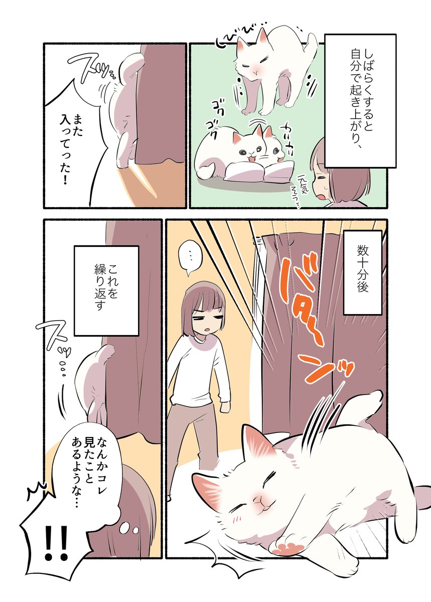 白い猫と暮らしている漫画⑥です(どこからでも読めます)
#ペット漫画 #猫エッセイ 