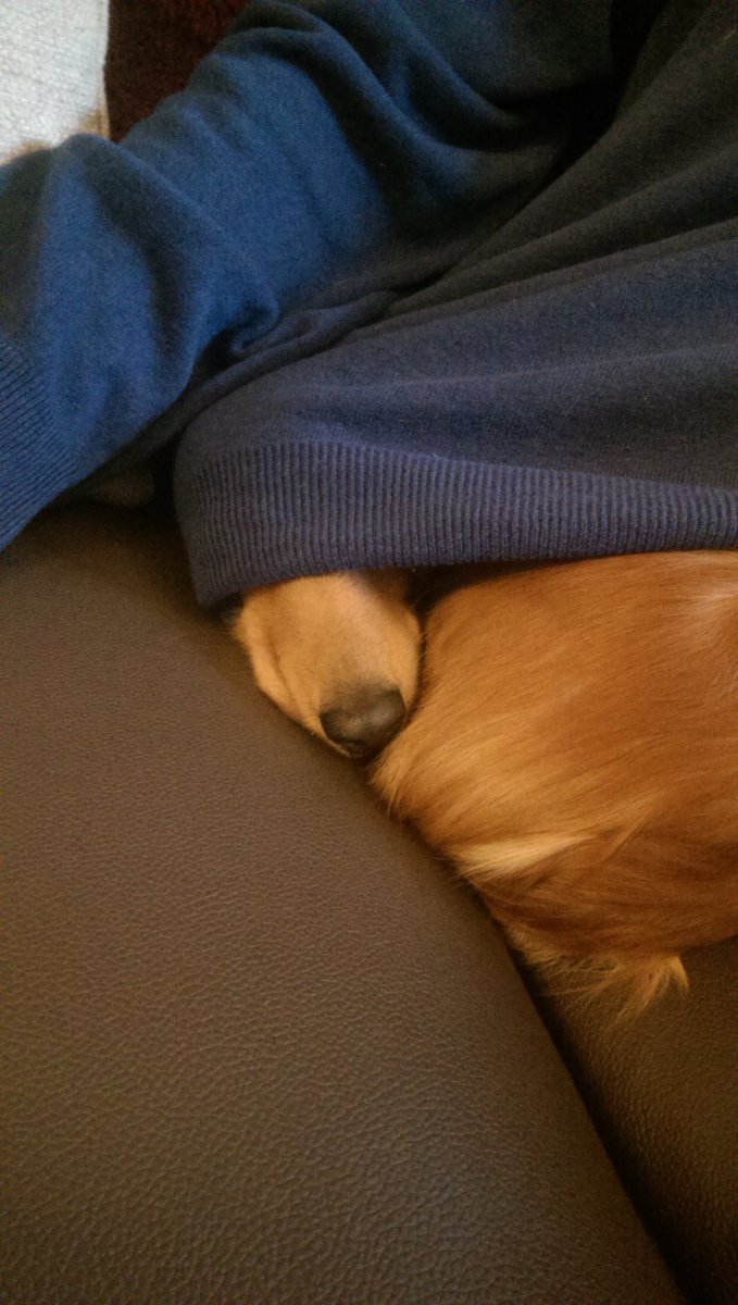 wordsofbin's tweet photo. Poppy and Pumpkin, including Poppy half-under my jumper.

#MiniatureDachshund #MiniDaxie #LittleOne #PoppyDog #gorgeous #snoot #TooBrightOut #SnuggleMonkey #Pumpkin #PoppyAndPumpkin #DogsofTwitter https://t.co/eMmVE4OzQD