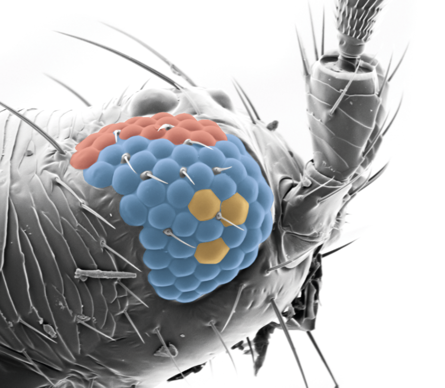 Michael Bok tweet media