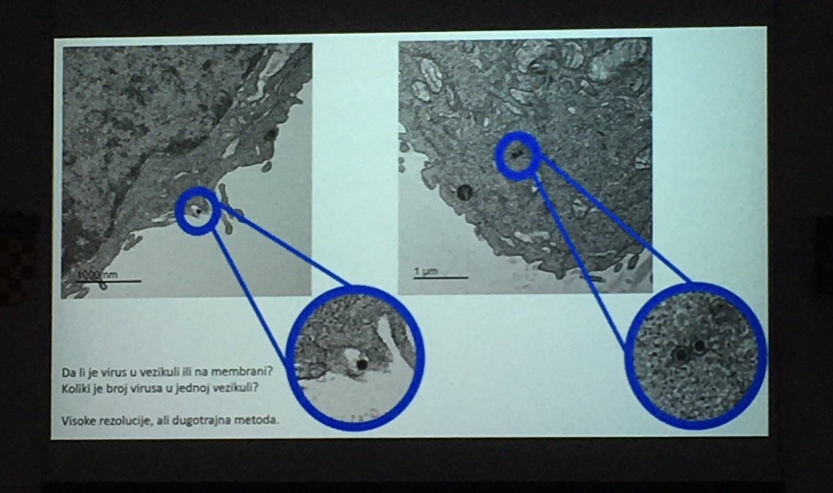 Adenovirus research group_Ruder Boskovic Institute (@adenoteam) on Twitter photo Davor Nestic is just explaining us how to use cryo EM and FIB SEM to study #adenovirus cell entry <a href="/carmensmp/">Carmen San Martín</a> <a href="/institutrb/">Ruđer Bošković Institute</a> <a href="/hrzz_science/">Croatian Science Foundation</a> <a href="/CNB_CSIC/">Centro Nacional de Biotecnología (CSIC)</a> <a href="/DragomiraMajhen/">Dragomira Majhen</a> Davor Nestic is just explaining us how to use cryo EM and FIB SEM to study #adenovirus cell entry <a href="/carmensmp/">Carmen San Martín</a> <a href="/institutrb/">Ruđer Bošković Institute</a> <a href="/hrzz_science/">Croatian Science Foundation</a> <a href="/CNB_CSIC/">Centro Nacional de Biotecnología (CSIC)</a> <a href="/DragomiraMajhen/">Dragomira Majhen</a>