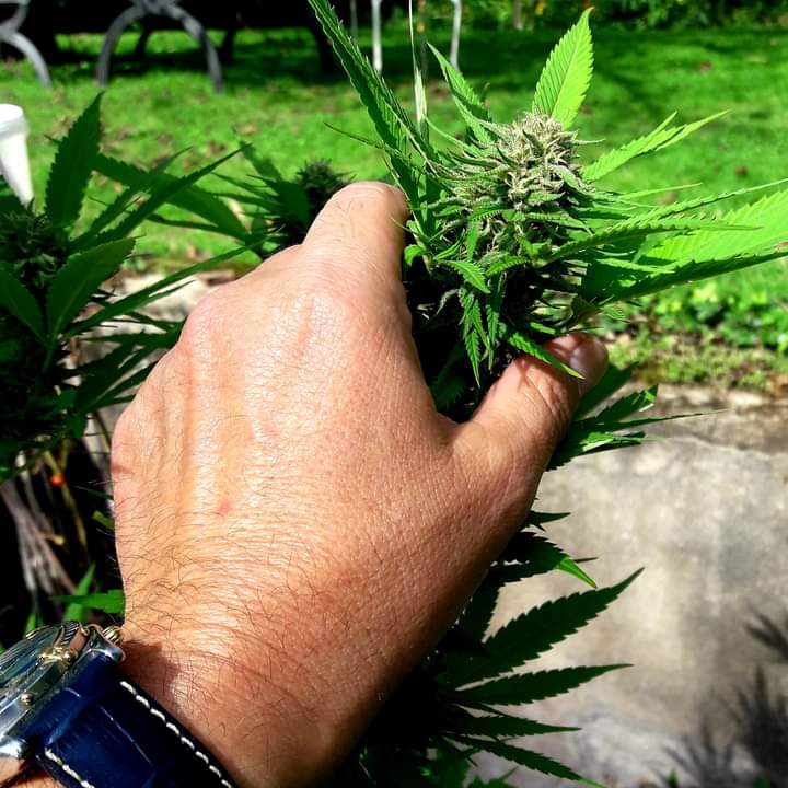 EdweedOfficial's tweet photo. ♻️I hold...you hold me by....!!🌍🇷🇪🏝🌊🚜🥦😌
#EdWeed #certifié #cannabis #teeshirt #thc #weedsmokers #réunion #WeedLovers #weedlife #marijuana #stoner #420community https://t.co/XBZHAeYtwl