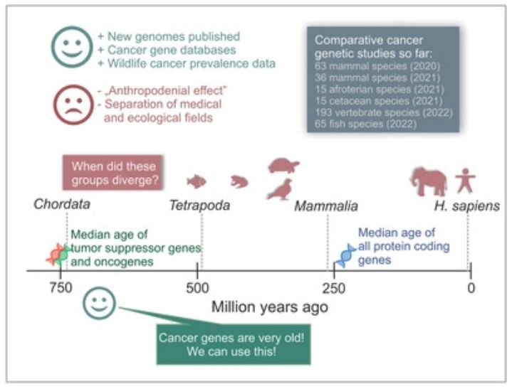 TuulSeppLab's tweet photo. All lab members are very proud of their leader, @Tuuline, who got a new paper published on the fascinating idea of using knowledge obtained from human studies to study cancer in other animals, and vice versa...

Check it out! https://t.co/r9inYkZ3fn https://t.co/4GQTn6doYM