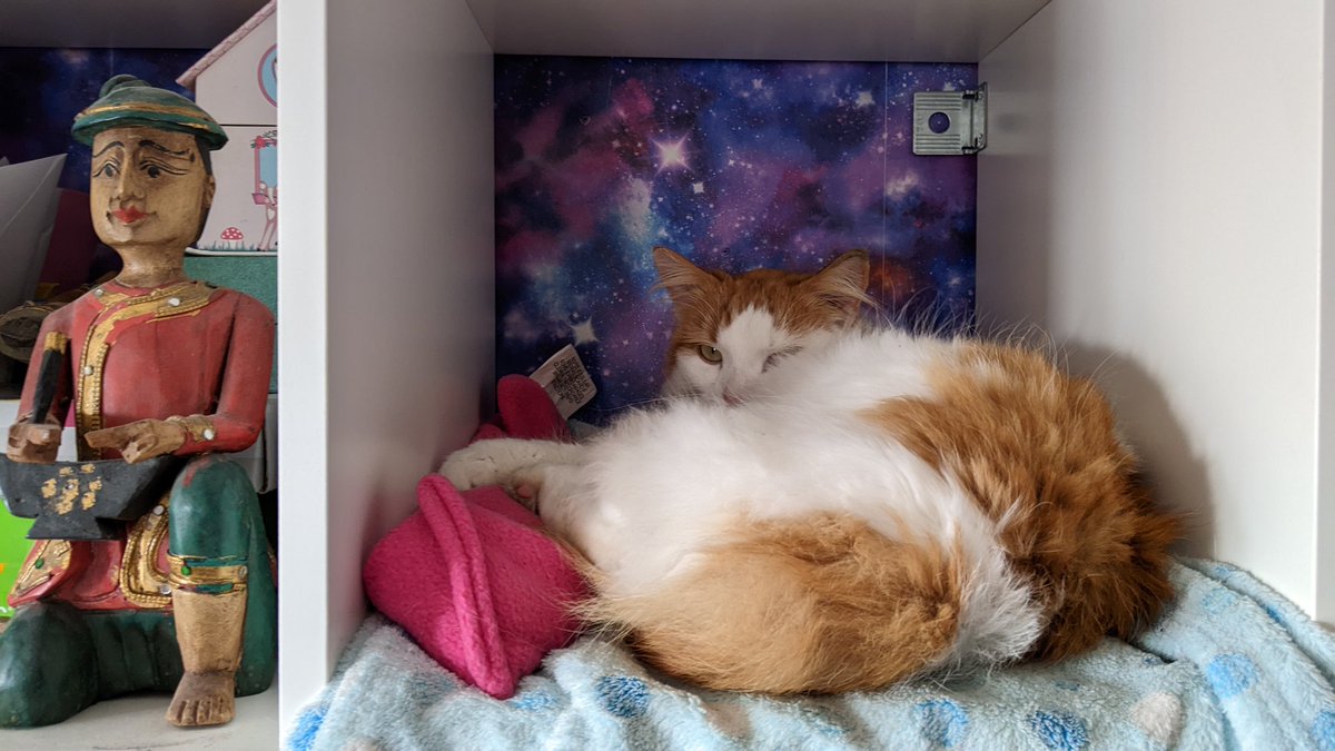 There's too much crap about today so here's a picture of Loki on the bookshelf.