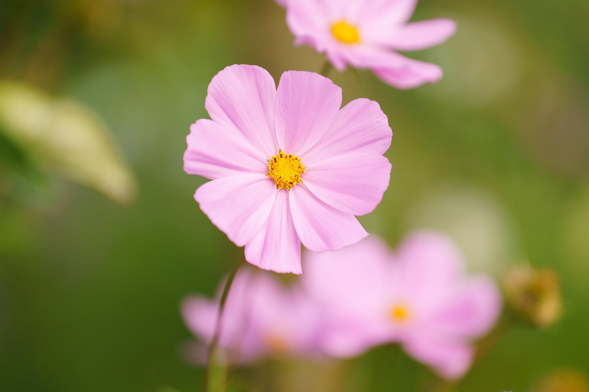 PollinatorsPark's tweet photo. We’re really excited that our home the @OutbackGardenHX is up for the Great &amp; Green award at tonight’s @CalderdaleFound Community Awards! 

Good luck! 🤩 https://t.co/e2YVy5XDbe